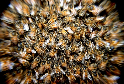 Ose, stršljeni, pčele, bumbari - Koja je razlika i što nakon uboda