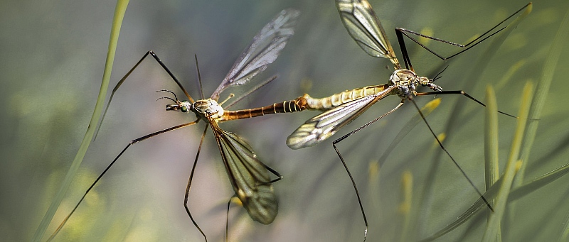 komarci u prirodi