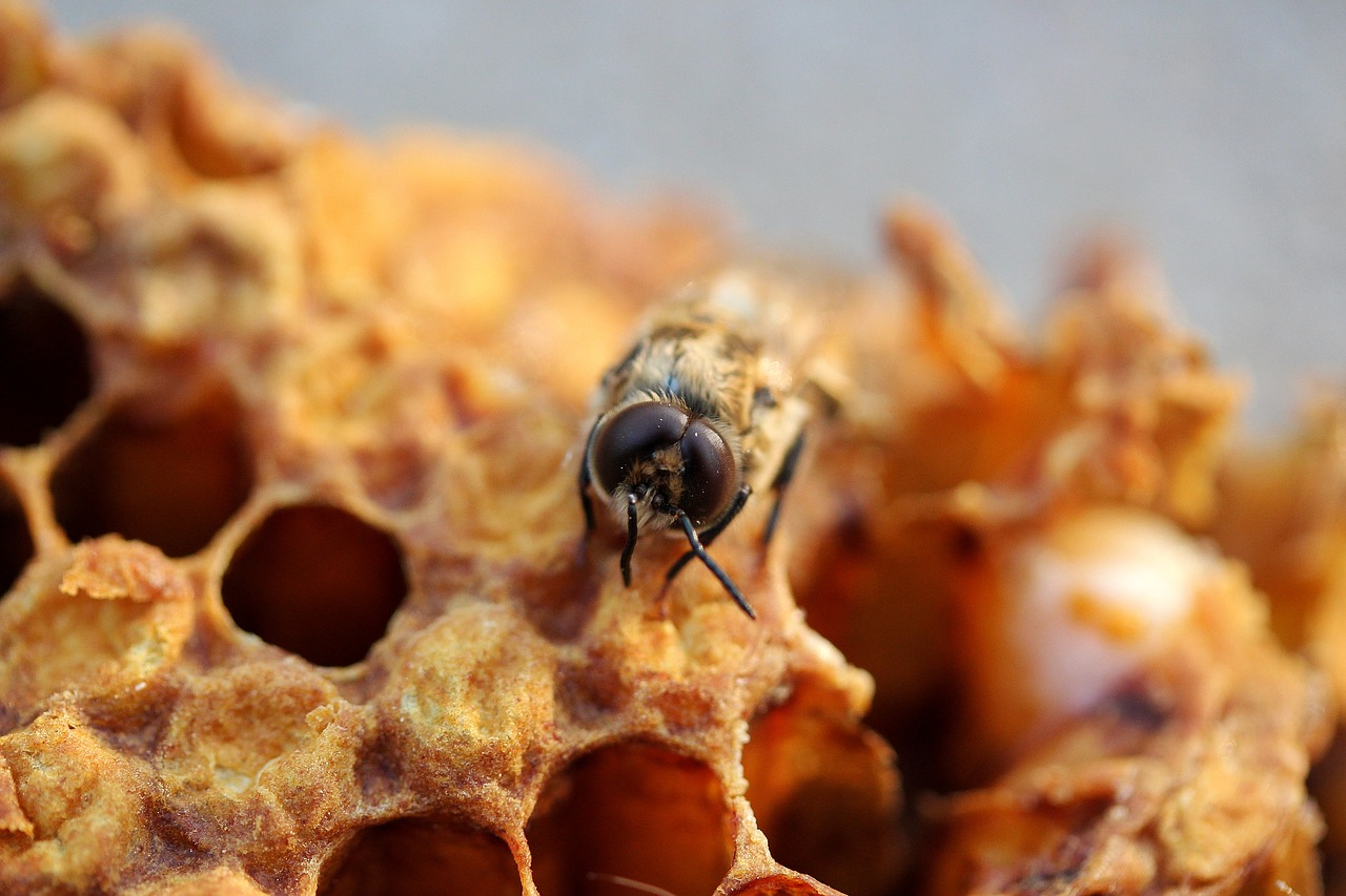 Pčelinje gnijezdo (pčelinjak) - izvor: Lolame / Pixabay 